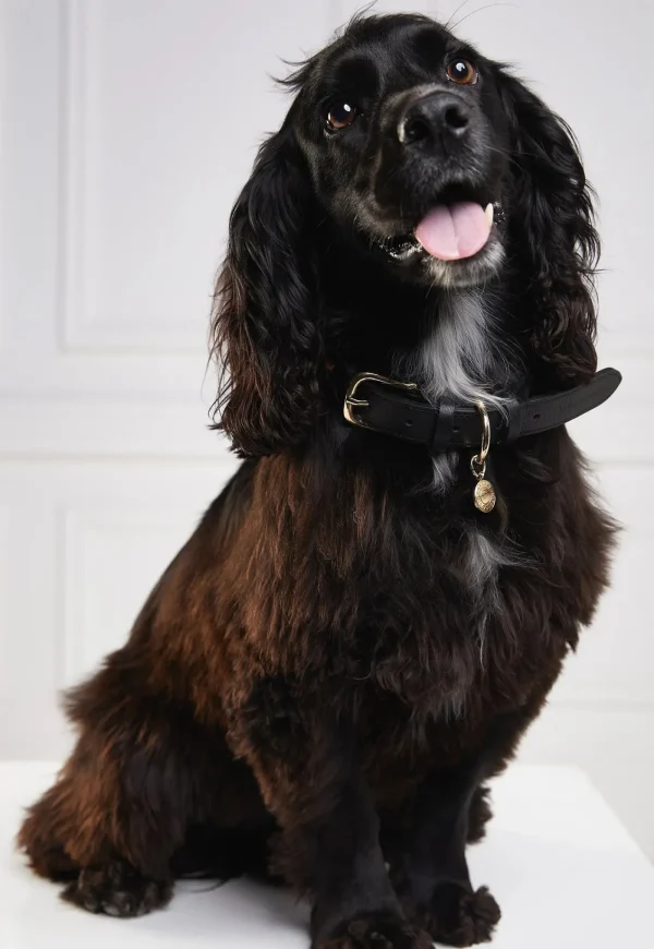 Online HC Classic Dog Collar - Black & Leopard Pony Pets