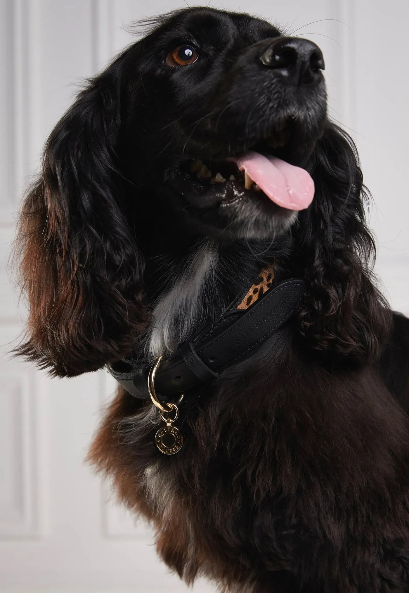 hc_classic_dog_collar__bl_2.webp Online HC Classic Dog Collar - Black & Leopard Pony Pets