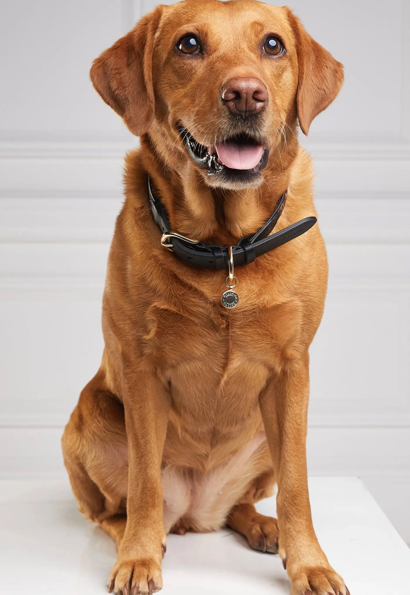 hc_classic_dog_collar__bl_3.webp Online HC Classic Dog Collar - Black & Leopard Pony Pets