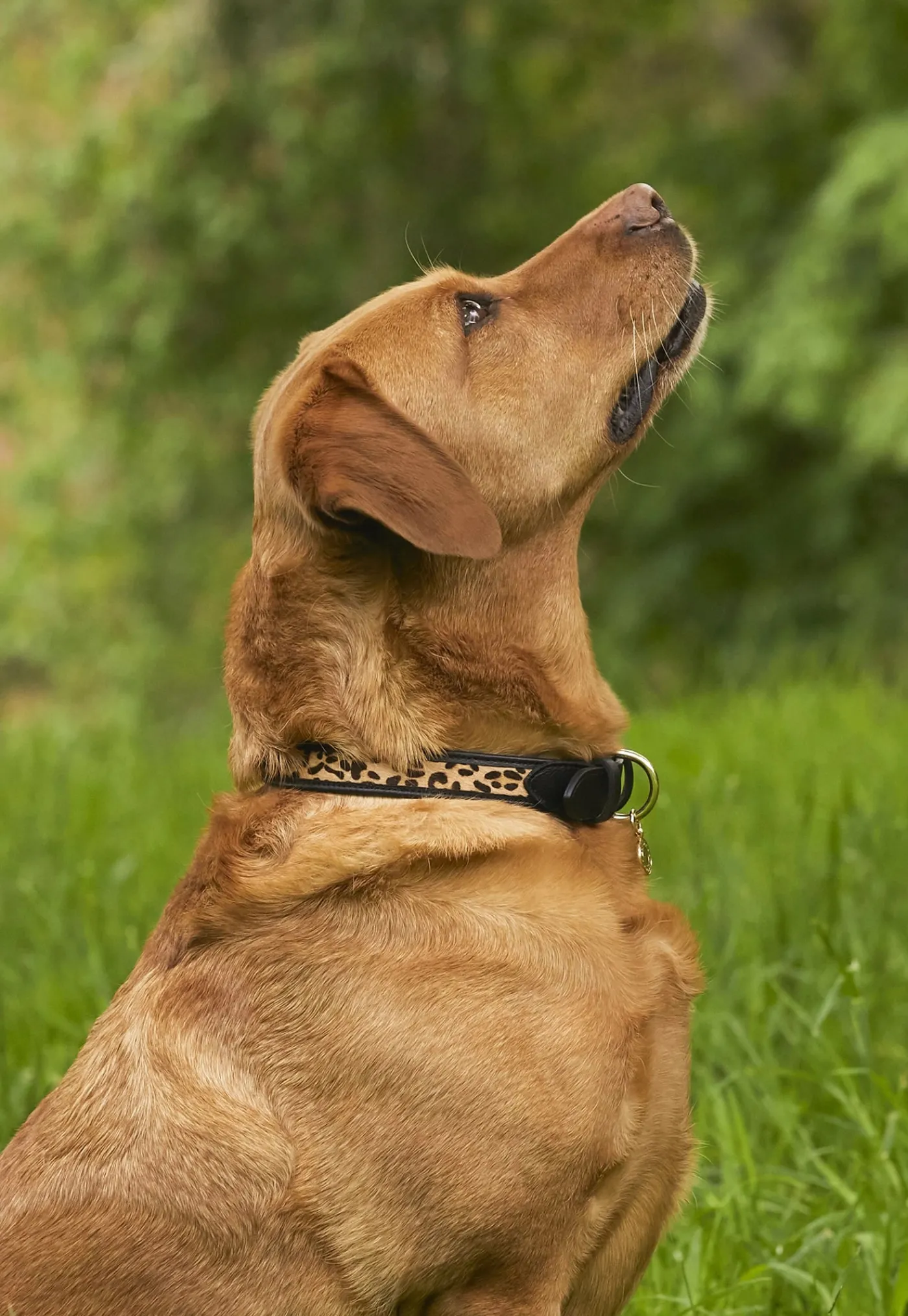 hc_classic_dog_collar__bl_4.webp Online HC Classic Dog Collar - Black & Leopard Pony Pets