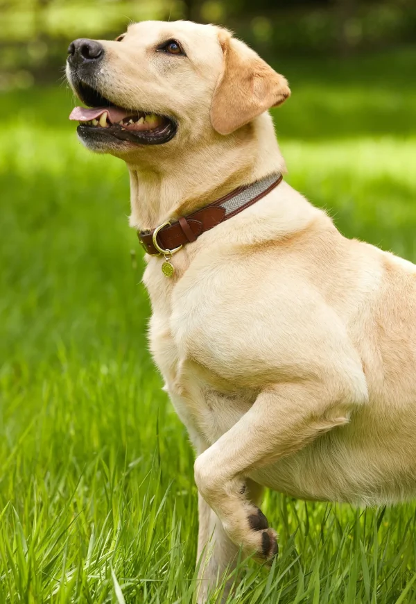 Outlet HC Classic Dog Collar - Chestnut & Tweed Pets