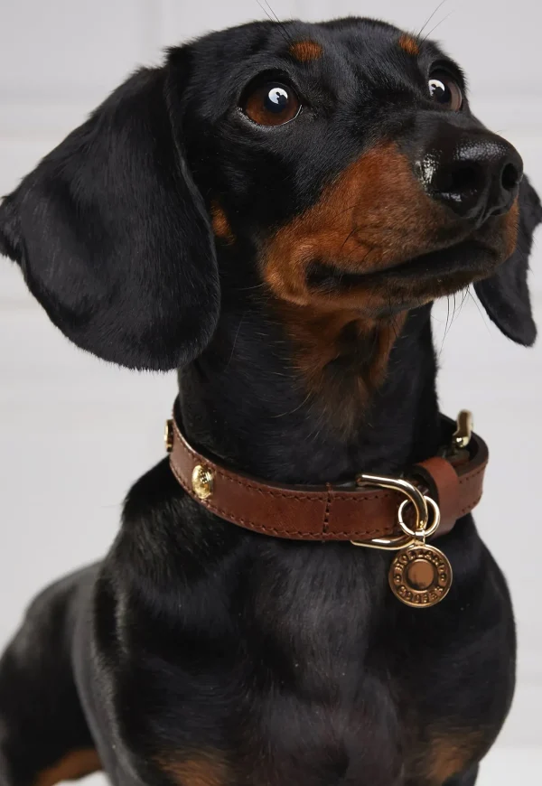 Hot HC Studded Dog Collar - Chestnut Pets
