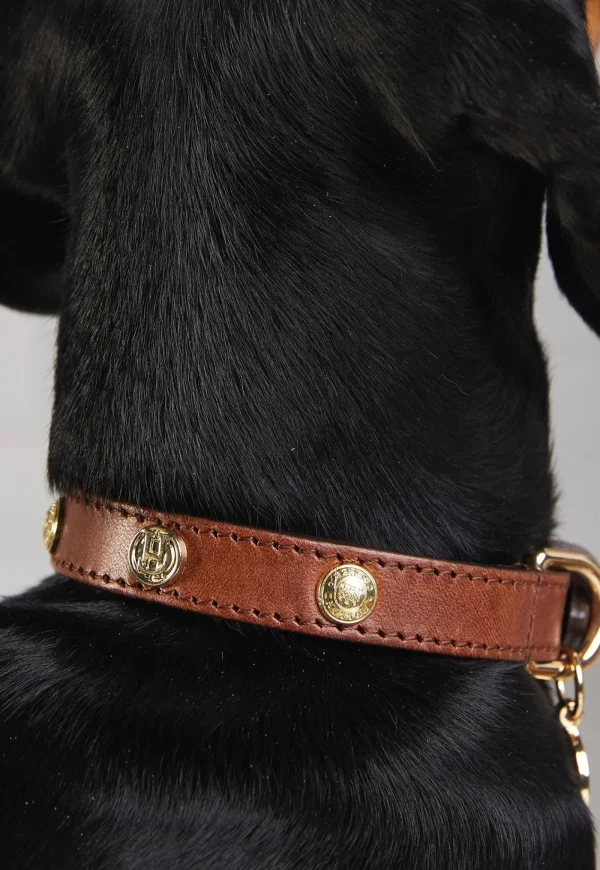 Hot HC Studded Dog Collar - Chestnut Pets