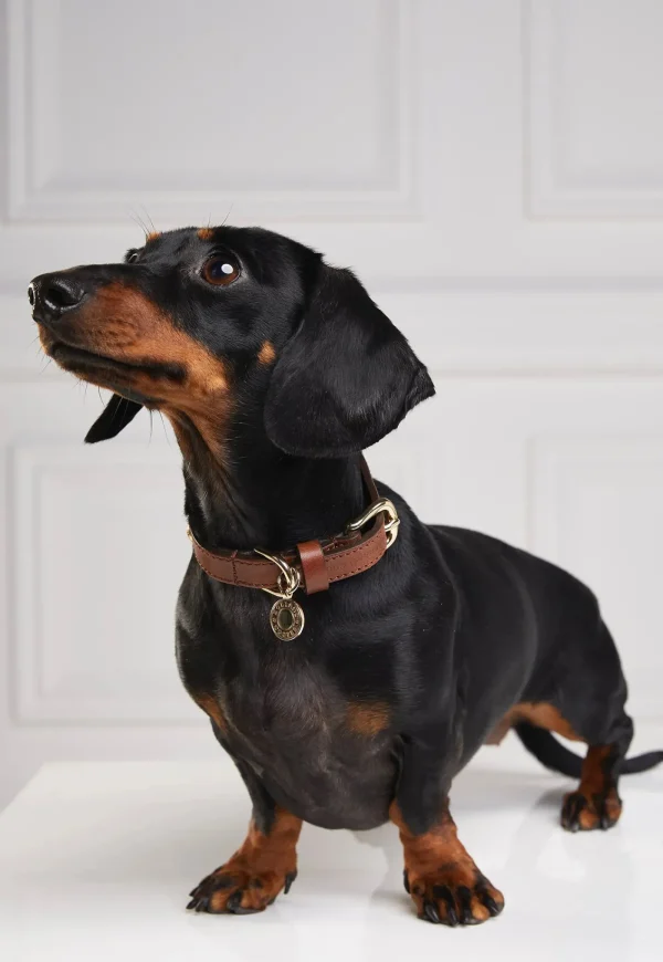 Hot HC Studded Dog Collar - Chestnut Pets