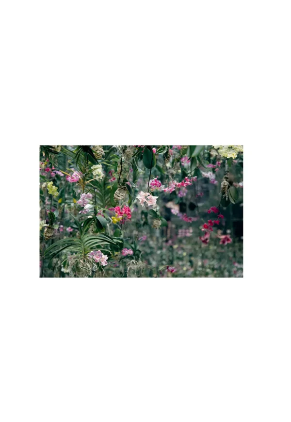 Best Orchid Jungle Oversized Wool Scarf Women Scarves | Scarves